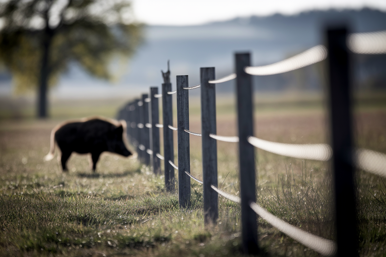 champ-cloture-electrique-sanglier-silhouette