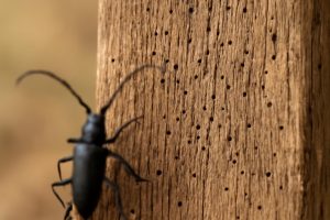 Capricorne Insecte du Bois : Comment le Reconnaître et l&rsquo;Éliminer ?