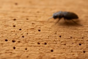 Insecte qui Mange le Bois : Comment les Reconnaître et les Traiter ?